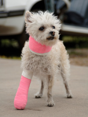 Empathetic Marketing | Injured Puppy